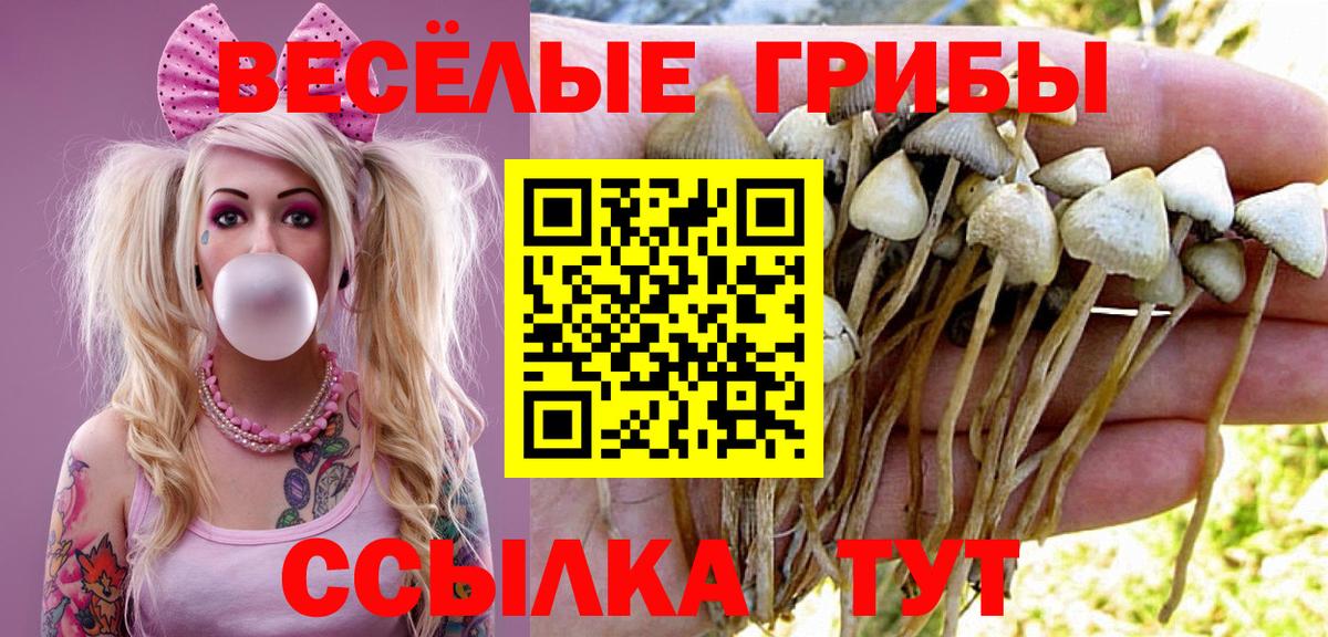 как найти   Псилоцибиновые грибы MAGIC MUSHROOMS  Вход с VPN  Гатчина 